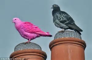 Bright Pink Pigeon Seen In The Skies Above Darlington Daily Mail Online