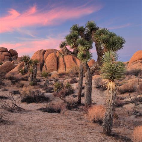 Joshua Tree Np 38 Sunset