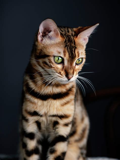 Bengal Cat Portrait Photograph By Nailia Schwarz Pixels