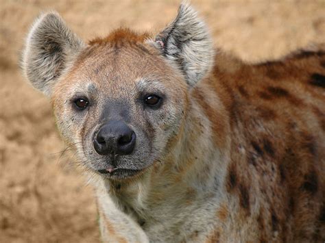 Picture 2 Of 5 Hyena Crocuta Crocuta Pictures And Images Animals