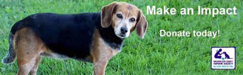 Adopt a pet at the oregon humane society in portland. Washington County Humane Society Coupons near me in ...