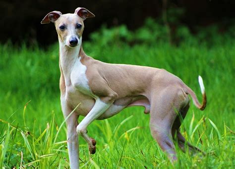 We did not find results for: Italian Greyhound Pictures and Informations - Dog-Breeds.com