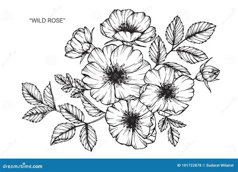 Wild Rose Flower Drawing And Sketch Stock Vector Illustration Of