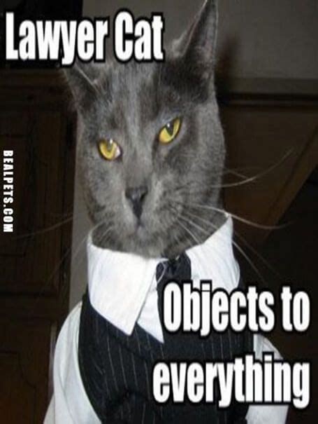 What is the meme generator? Lawyer Cat | Animal law, Cats, Cat memes