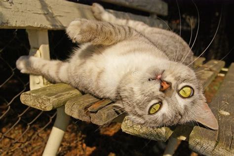 Cat Lying On The Garden Bench Stock Photo Image Of Portrait Animal