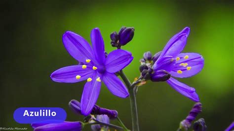Purple Flowers With Yellow Stamens In Front Of A Green Background