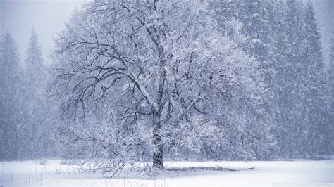 Stream falling by trevor daniel from desktop or your mobile device. falling snow wallpaper 2017 - Grasscloth Wallpaper