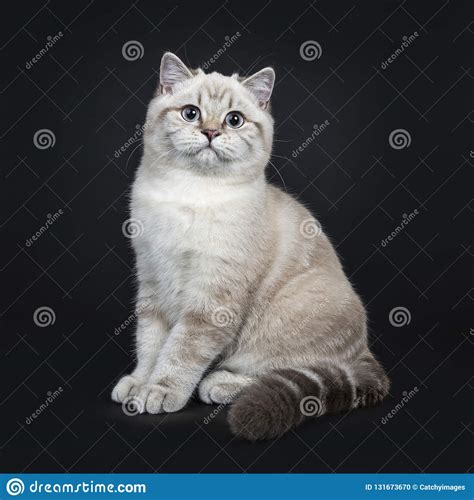Super Cute Blue Tabby Point British Shorthair Cat Kitten Isolated On