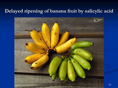 Delayed Ripening Of Banana Fruit By Salicylic Acid Banana Poster