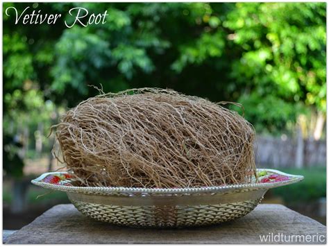 5 Amazing Medicinal Uses And Benefits Of Vetiver For Hair Skin And