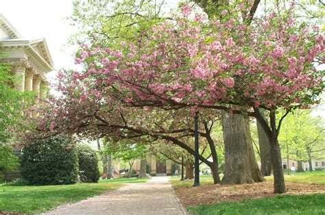 Spring In Chapel Hill Justinsomnia