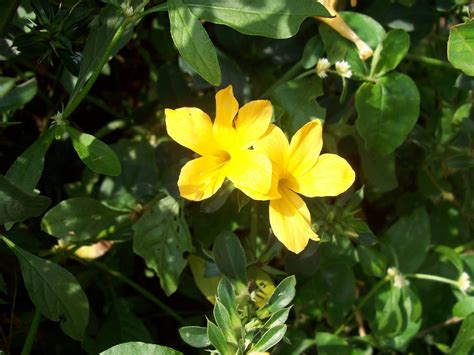 India's biggest online garden store. Indian flowers and herbs: Barleria