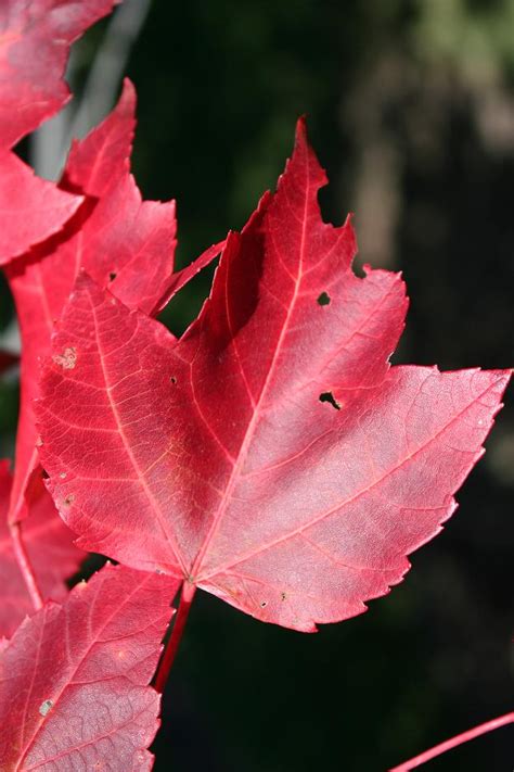 Red Maple Mynature Apps