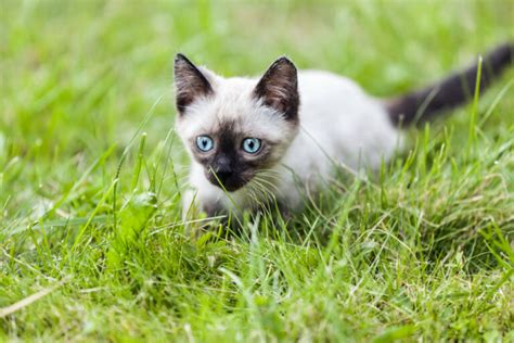 Siamese Cat Great Pet Care