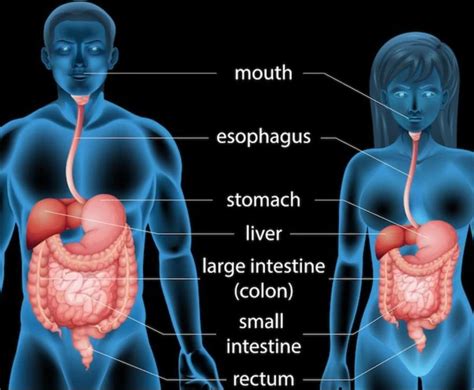Alimentary Canal Structure Organs Functions And FAQs