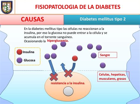 Fisiologia Da Diabetes Mellitus