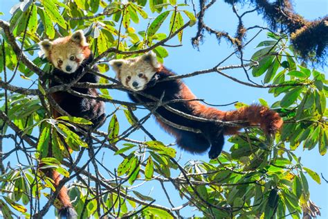 Red Panda In A Tree