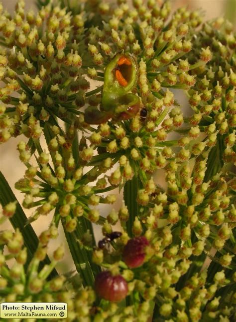 Wild Plants Of Malta And Gozo Kiefferia Pericarpiicola English Name