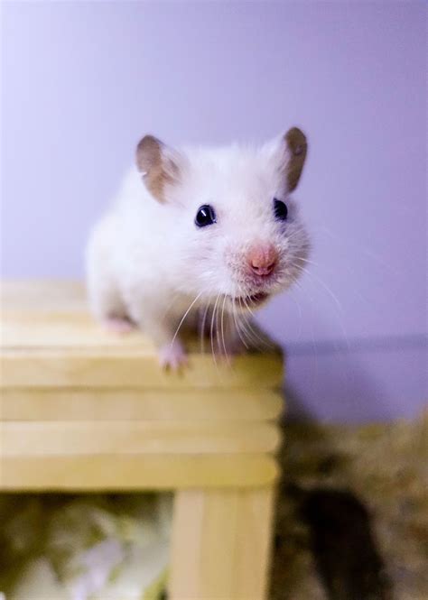 white syrian hamster