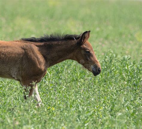 Young Foal Galloping Across Stock Photo Image Of Mane Young 55794006