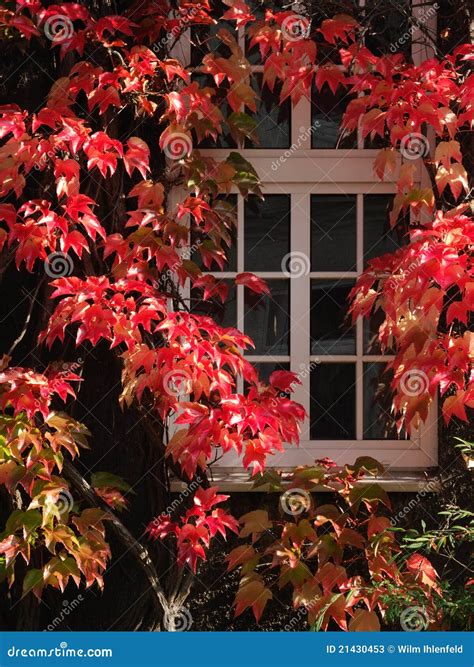 Autumn Window Stock Image Image Of Dark Nature Climbing 21430453