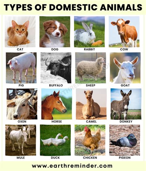 Different Types Of Domestic Animals Earth Reminder