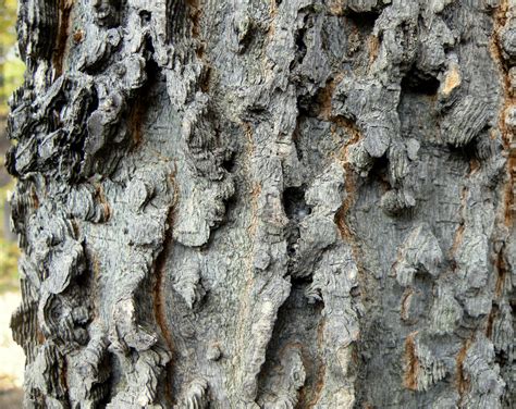Pictures And Description Of Hackberry Trees