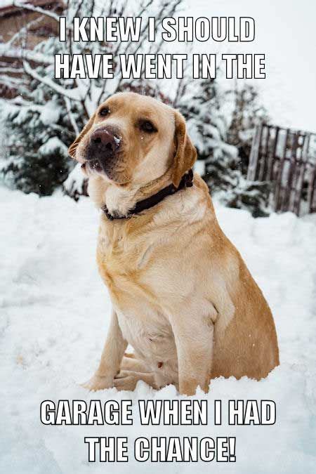 A Dog Is Sitting In The Snow With Its Mouth Open