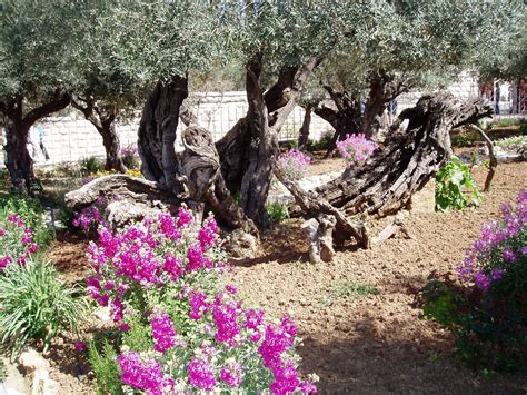Ancient Olive Tree In The Garden Of Gethsemane Garden Of Gethsemane