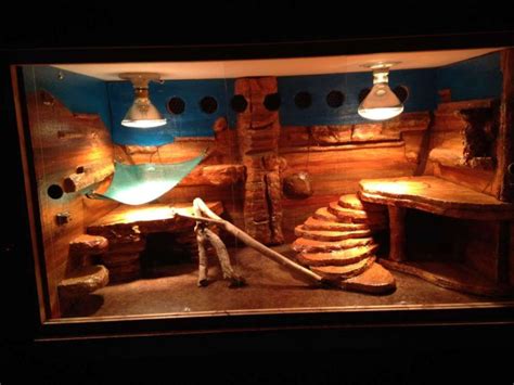 Bearded Dragon Habitat 27 Bearded Dragon Habitat Bearded Dragon