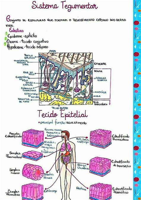 Mapa Mental Sobre Tecido Epitelial Study Maps Kulturaupice