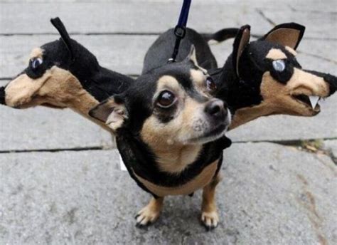 Dogs Dressed Up 53 Pics Curious Funny Photos Pictures