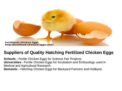 Fertilized Chicken Eggs