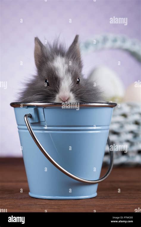 Little Easter Bunny Stock Photo Alamy