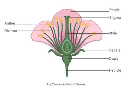 The Female Reproductive Organs In A Flower Is A Sepalsb Petalsc