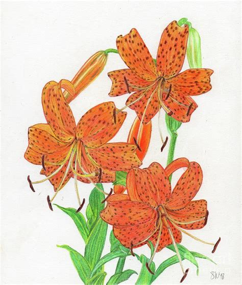 Tiger Lilies Drawing By Stefany Miller Fine Art America