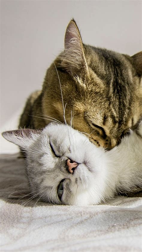 Cat Couple Wallpaper For 1080x1920