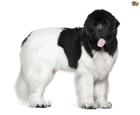 Newfoundland Dog Breed Information Buying Advice Photos And Facts