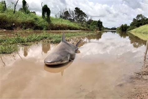 Usar cyclone é sinônimo de atitude e originalidade. Un requin retrouvé sur une route après le passage du ...