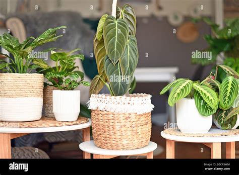 Cultivar Plantas Tropicales En Interiores Fotografías E Imágenes De