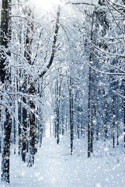 Winter Forest Iphone Wallpaper Hd