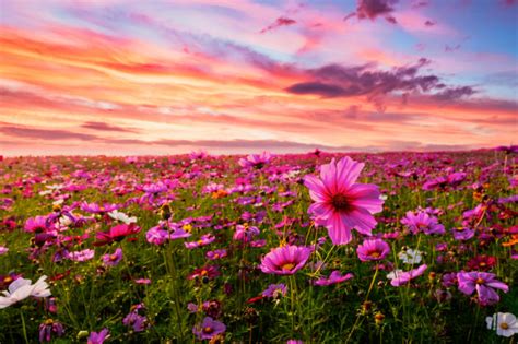 Beautiful And Amazing Of Cosmos Flower Field Landscape In Sunset Nature Wallpaper Background