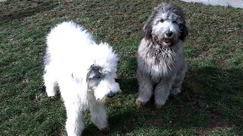 The mini sheepadoodle is a wonderful designer dog breed created by crossing a purebred akc old english sheepdog with a purebred akc miniature poodle. Ellie & Mowgli Sheepadoodle puppies 6 months old - YouTube