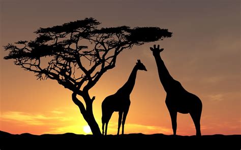 Giraffes Have A Tree At Sunset Africa Wallpapers And Images