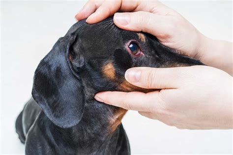 Melanoma In Dogs Types Symptoms And Treatments