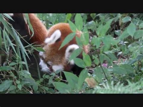 Sikkim offers its visitors the extraordinary opportunity to witness the endangered red panda exist in its natural habitat before its probable extinction in the future. Red Panda - Sikkim's State Animal at Himalayan Zoological ...