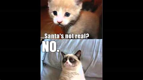 Grumpy Cat Part 2 Best Meme Memes Cute Cats The Meme