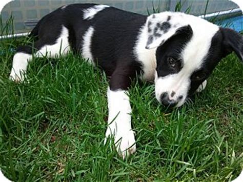 Let me introduce you to bravo, a handsome border collie puppy who is being family raised with children and is well socialized. Snoopy | Adopted Puppy | Oak Creek, WI | Border Collie ...