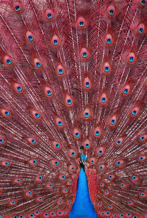 Peacock With A Green To Red Color Shift Peacock Animals Beautiful