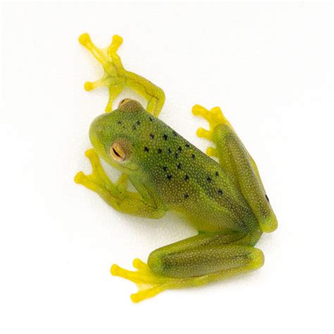 Granular Glass Frog Adult